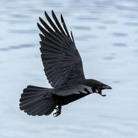 eye in eye with the carrion crow