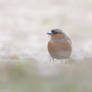 chaffinch