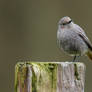 female black redstart