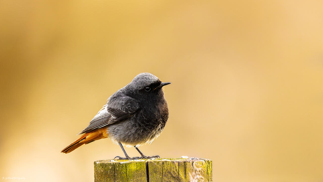 male black redstart: project closed