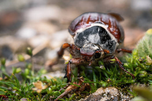 cockchafer