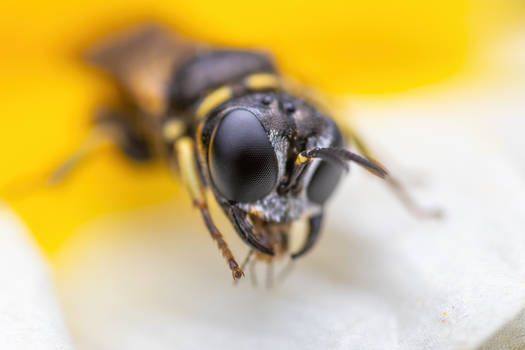 digger wasp