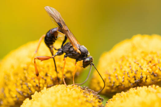 braconid wasp