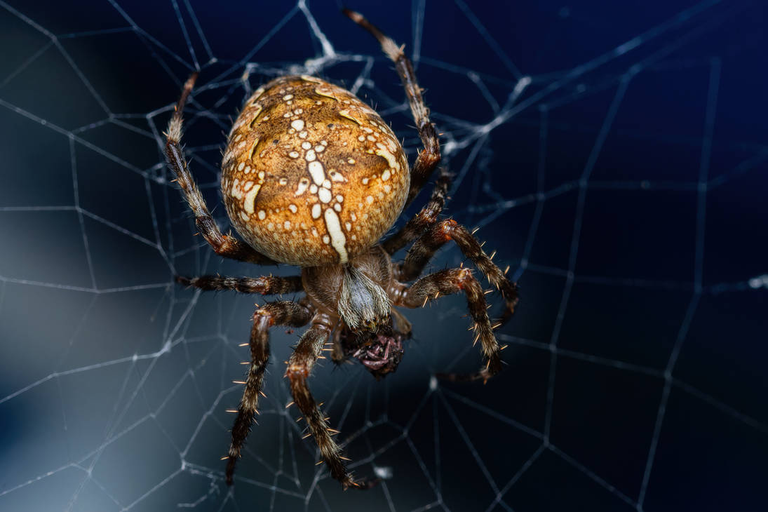 Orb Weaver by PatricksWorld on DeviantArt