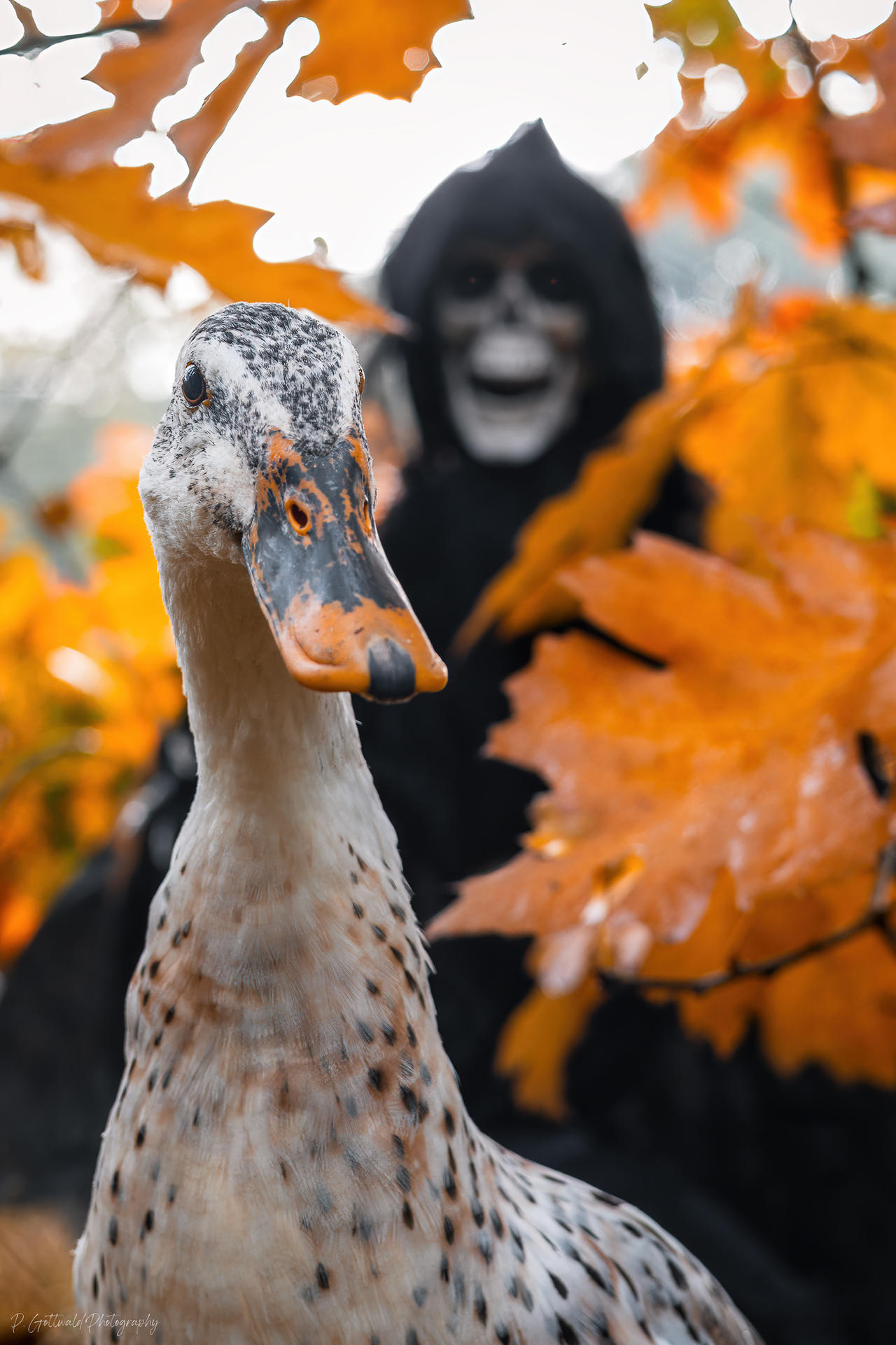 halloween special 3: duck and death by PatricksWorld on DeviantArt
