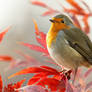 robin on branch with red leafs