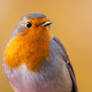 autumnal robin portrait