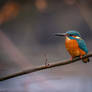 resting Kingfisher