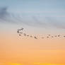 flock of greyleg geese