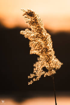 sunlight reed