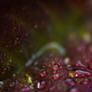 deardrops on a rose leaf