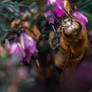 bee with pollen