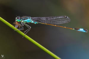 damselfly with meal