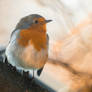 Robin