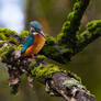 Kingfisher on a mossy branch