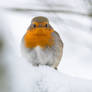 snowday with robin
