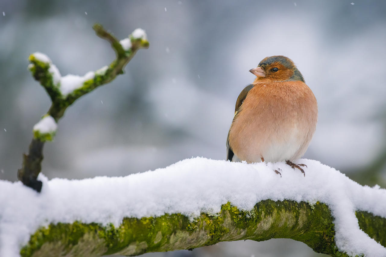 snowday with chaffinch