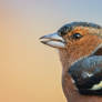 chaffinch portrait