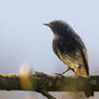 black redstart