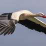 flying white stork