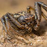common crab spider