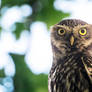 curious little owl