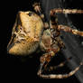 Angular Orbweaver