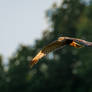 western marsh harrier