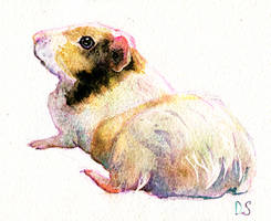 Guinea pig