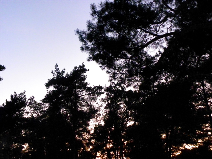 Evening trees