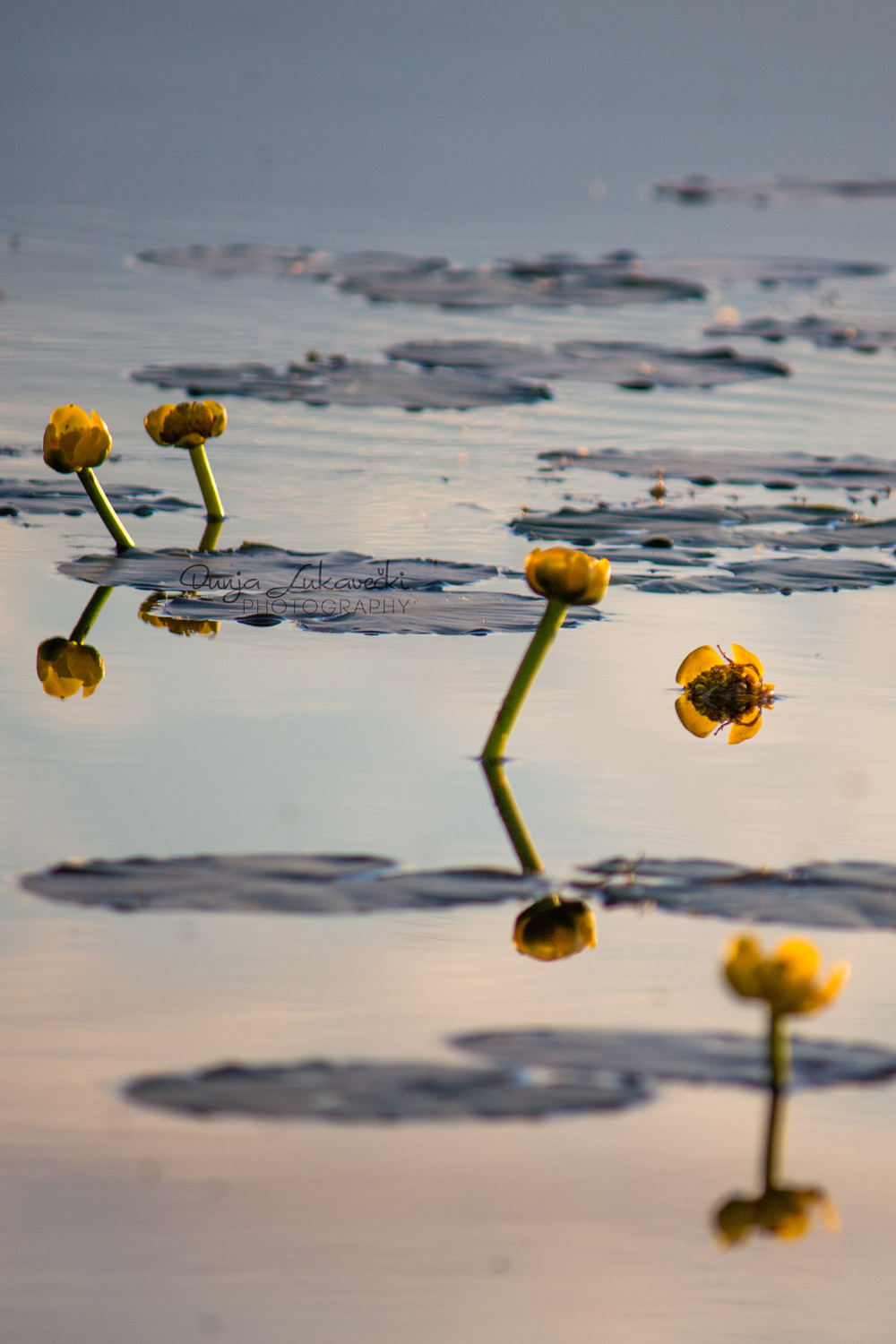 Yellow water lillies