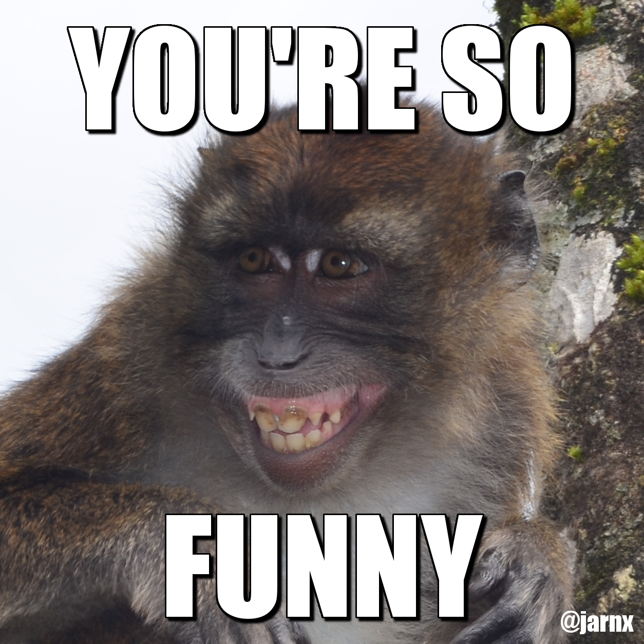 funny monkey face meme