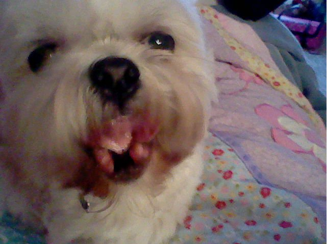 My dog is yawning