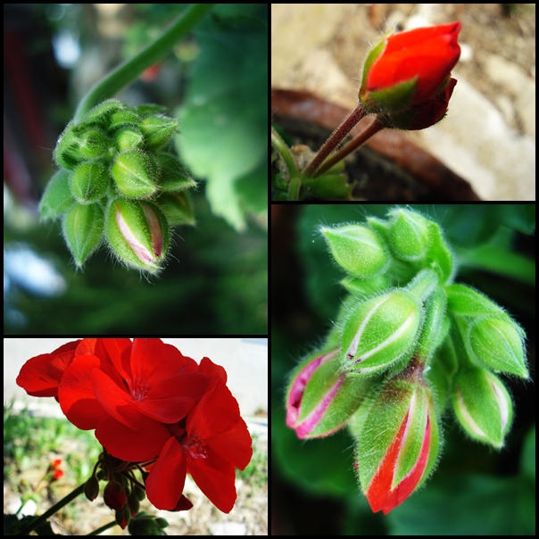 Geranium evolution by nuvole90 on DeviantArt