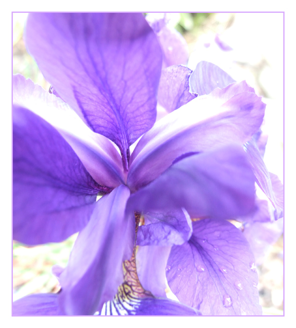 Enthusiastic Lavender