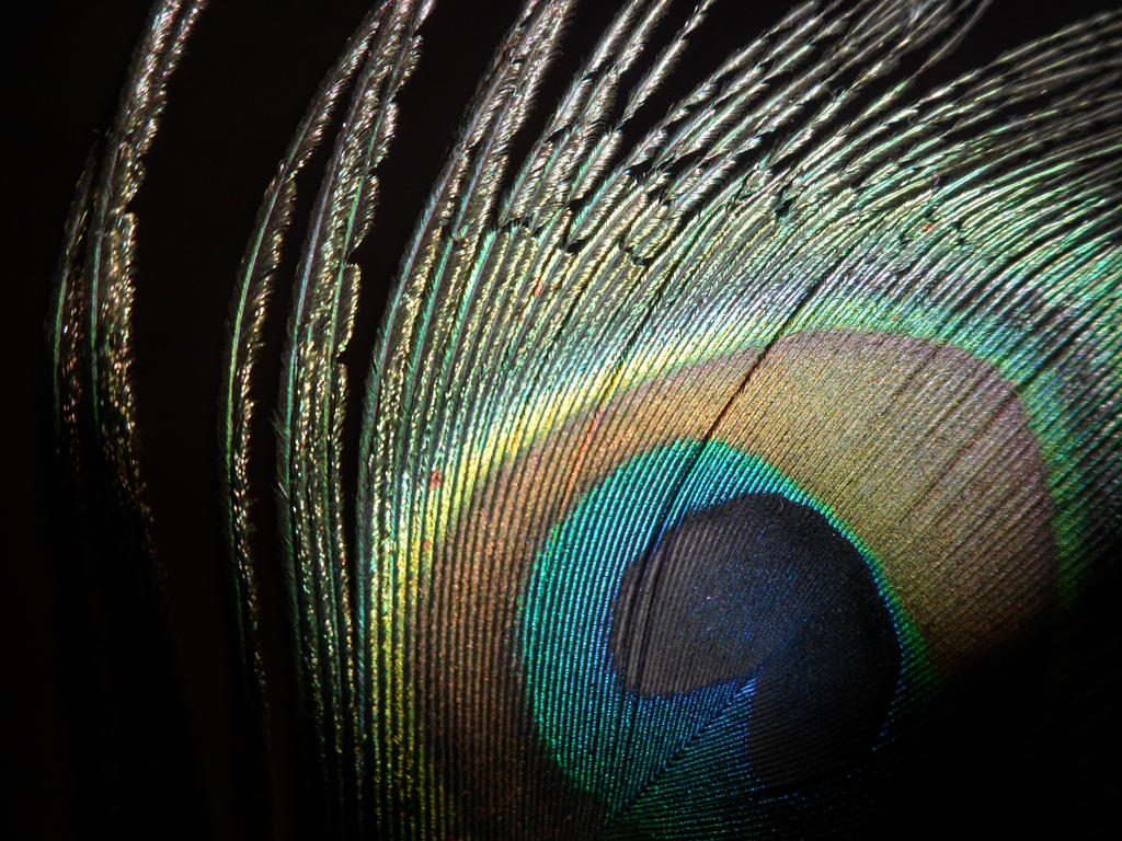 Peacock Feather