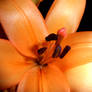 Orange Lily