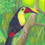 Toucan on Branch