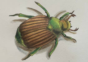 Beatle