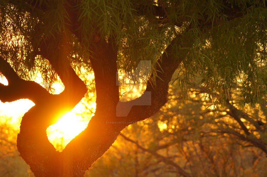 Sunset Through a Mesquite Tree