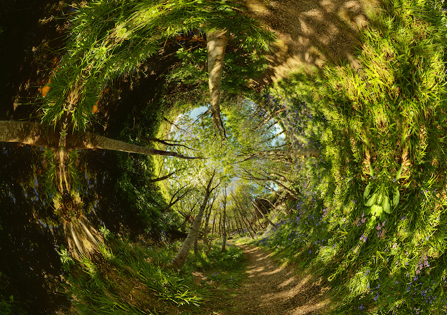 Tree Tunnel