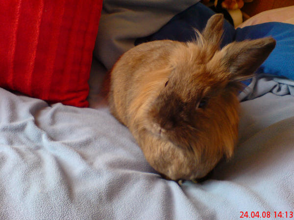 Simla Rabbit Simba -my rabbit- by Fantasia-Moon on DeviantArt