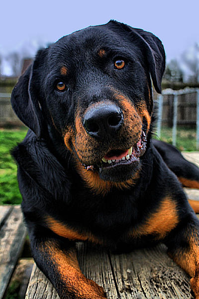 Rottweiler Portrait