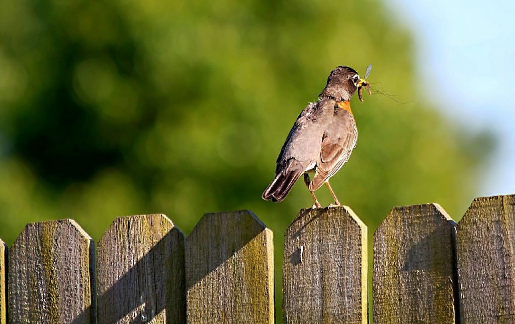 Late Bird Catches The.....Mosquito?