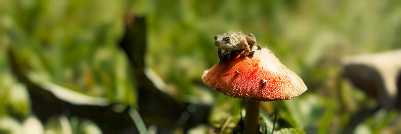 Frog And The Mushroom