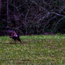 Wild Turkey