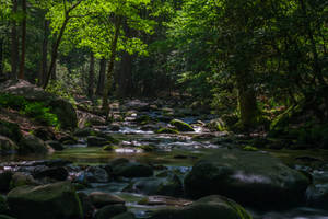 Morning On A Forest Stream