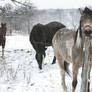 A Horse In January