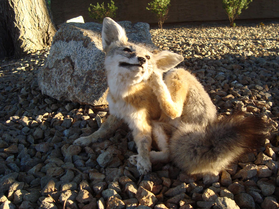 kit fox