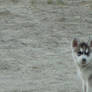 Malumute Husky. 2 Months Old.